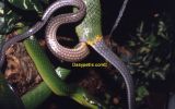 Gonyosoma oxycephala Paarung
